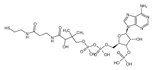coenzyme A 85-61-0