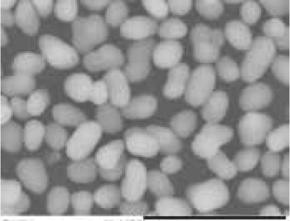 多孔二氧化硅 疏松多孔型硅微粉