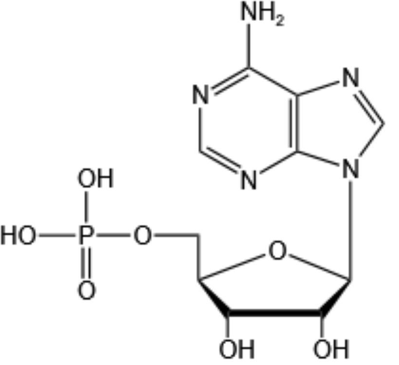 Adenosine 5'-monophosphate ≥98%