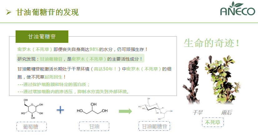 甘油葡糖苷