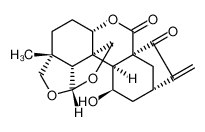 黄花香茶菜 B