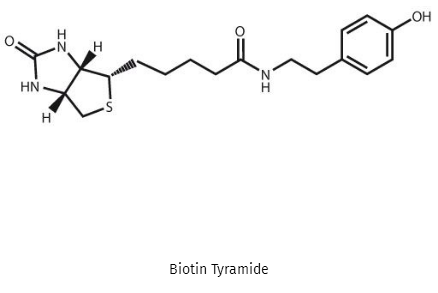 生物素基酪氨酰胺