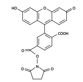 6-FAM,SE,6-羧基荧光素琥珀酰亚胺酯,92557-81-8