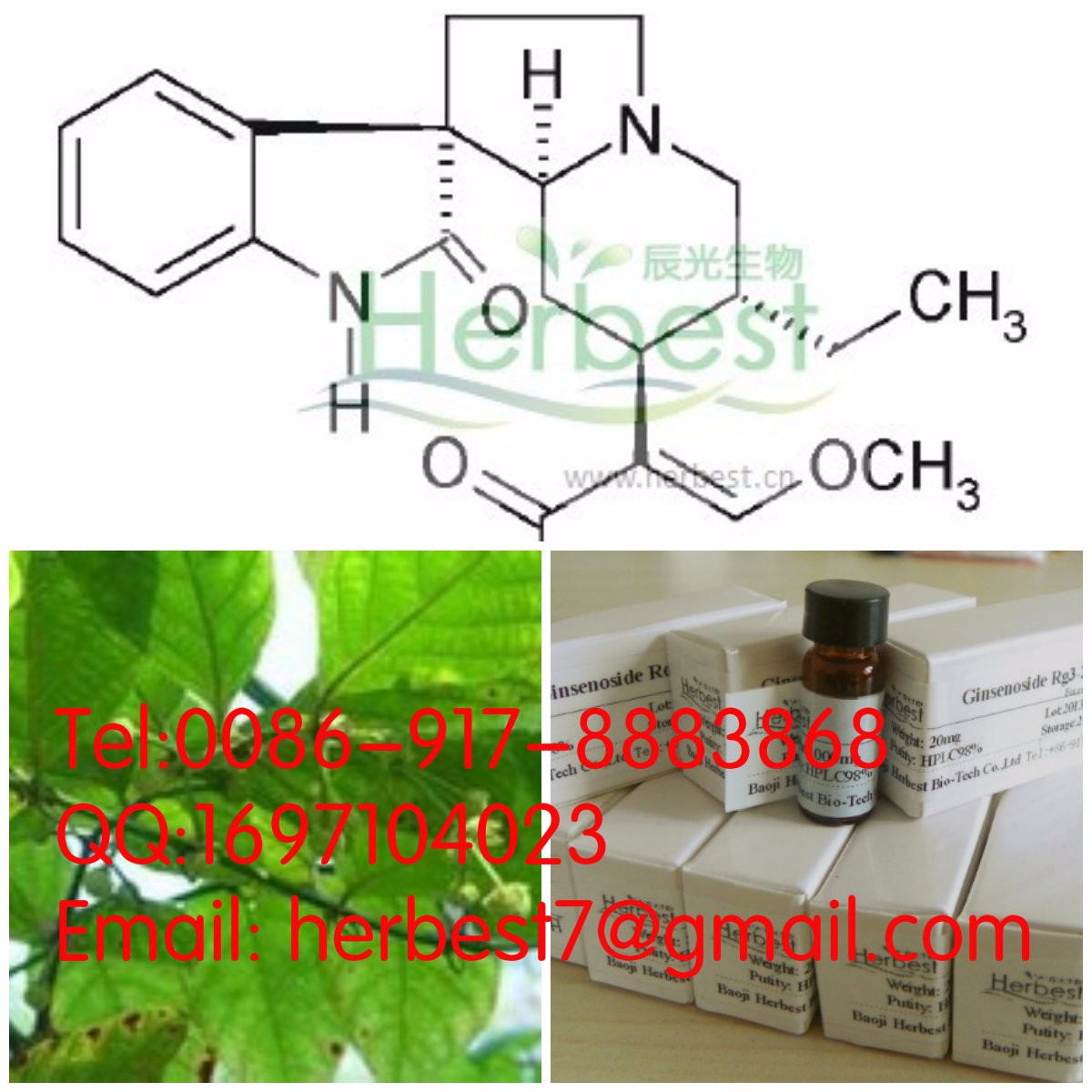 ISORHYNCHOPHYLLINE 98%