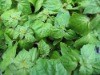 basil oil 98%